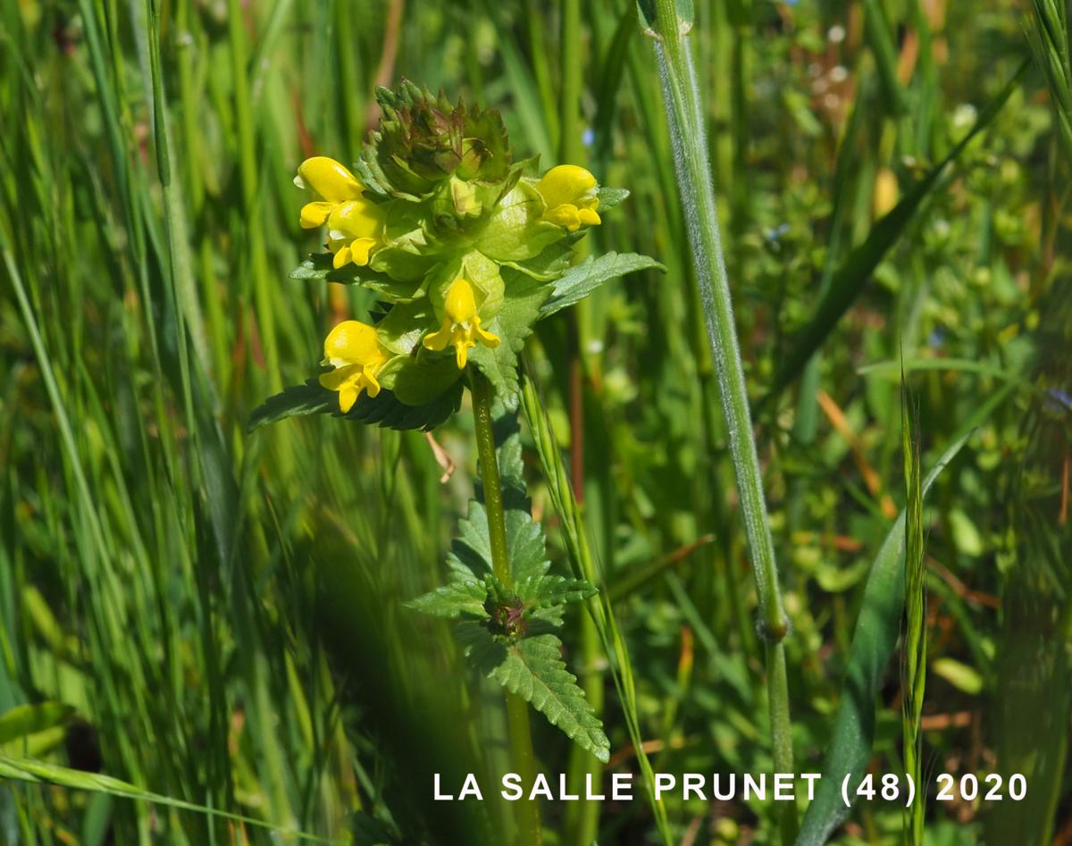 Yellow Rattle, Common plant